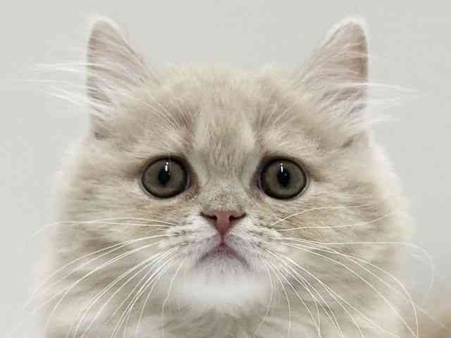 愛知県のマンチカン (ひごペットフレンドリーららぽーと名古屋みなとアクルス店/2025年12月18日生まれ/女の子/クリームタビー)の子猫の1枚目の画像