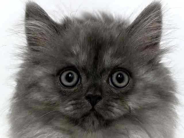 大阪府のマンチカン (ひごペットフレンドリーベルファⅡ都島店/2025年12月18日生まれ/男の子/ブルースモーク)の子猫の1枚目の画像