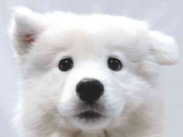 大阪府のサモエド (ひごペットフレンドリー堺プラットプラット店/2025年12月27日生まれ/男の子/ホワイト)の子犬の1枚目の画像