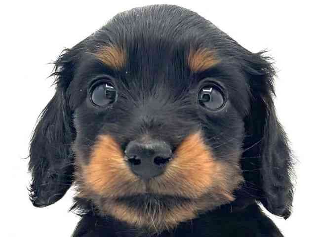 兵庫県のミニチュアダックスフンド(ロング) (ひごペットフレンドリークラウンパーク伊丹店/2025年12月26日生まれ/女の子/ブラックタン)の子犬の1枚目の画像