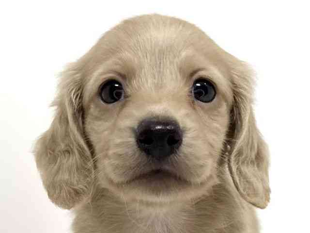 兵庫県のミニチュアダックスフンド(ロング) (ひごペットフレンドリーイトーヨーカドー明石店/2025年12月26日生まれ/男の子/イエロー)の子犬