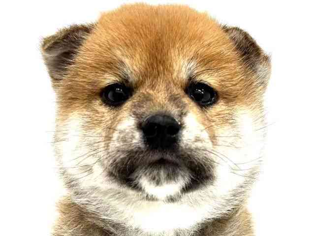 大阪府の柴犬(標準サイズ) (ひごペットフレンドリーイオンタウン茨木太田店/2025年12月27日生まれ/男の子/赤)の子犬