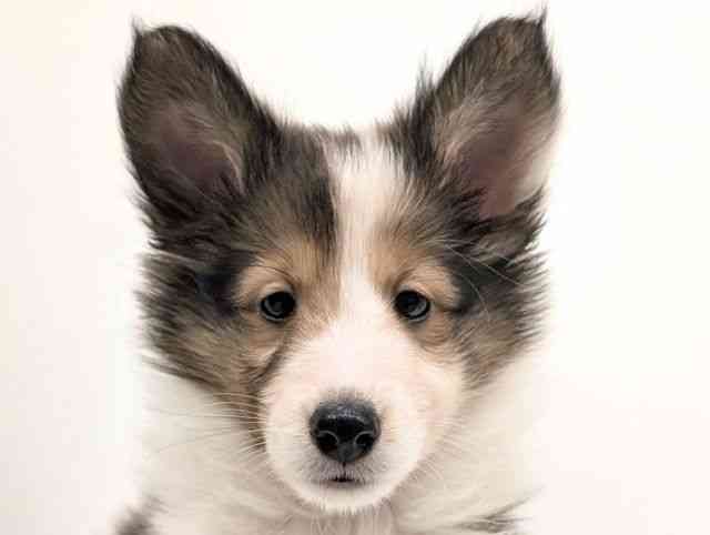 福岡県のシェットランドシープドッグ (ひごペットフレンドリーリバーウォーク北九州店/2025年12月27日生まれ/女の子/セーブルホワイト)の子犬の1枚目の画像