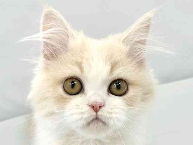 大阪府のラガマフィン (ひごペットフレンドリーイトーヨーカドー津久野店/2025年12月23日生まれ/男の子/クリームタビーホワイト)の子猫の1枚目の画像