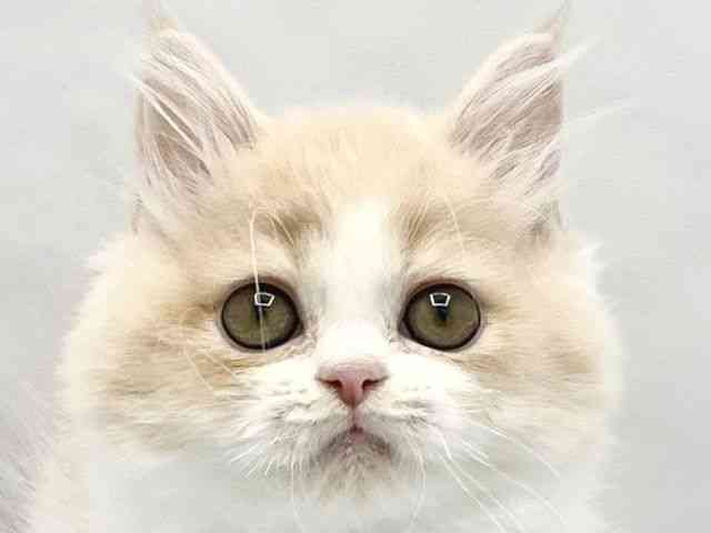 大阪府のラガマフィン (ひごペットフレンドリーイトーヨーカドー津久野店/2025年12月23日生まれ/男の子/クリームタビーホワイト)の子猫