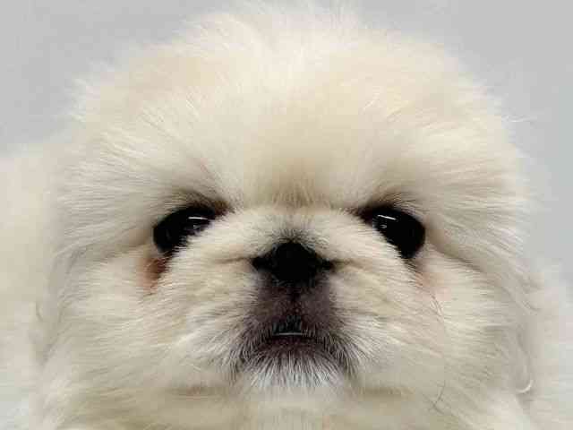 大阪府のペキニーズ (ひごペットフレンドリーセブンパーク天美店/2025年12月23日生まれ/男の子/ホワイト)の子犬の1枚目の画像