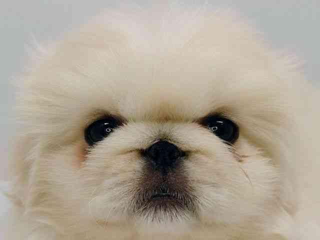 大阪府のペキニーズ (ひごペットフレンドリーセブンパーク天美店/2025年12月23日生まれ/男の子/ホワイト)の子犬の1枚目の画像