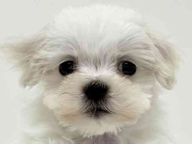 大阪府のマルチーズ (ひごペットフレンドリーくずはモール店/2025年12月21日生まれ/女の子/ホワイト)の子犬