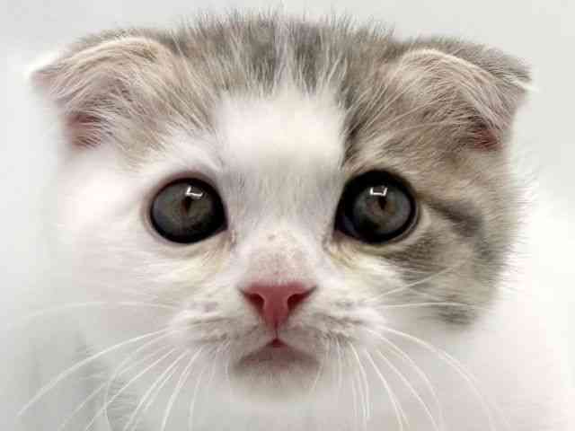 大阪府のスコティッシュフォールド (ひごペットフレンドリーみのおキューズモール店/2025年12月25日生まれ/男の子/ブルータビーホワイト)の子猫の1枚目の画像