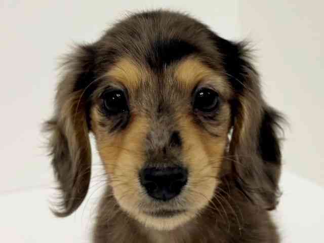 愛知県のミニチュアダックスフンド(ロング) (ひごペットフレンドリーイトーヨーカドー知多店/2025年12月28日生まれ/男の子/シルバーダップル)の子犬の1枚目の画像