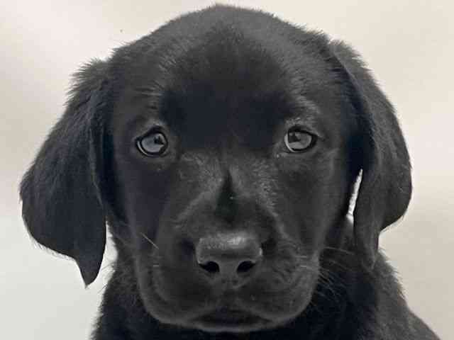和歌山県のラブラドールレトリーバー (ひごペットフレンドリーパームシティ和歌山店/2025年12月27日生まれ/女の子/ブラック)の子犬の1枚目の画像