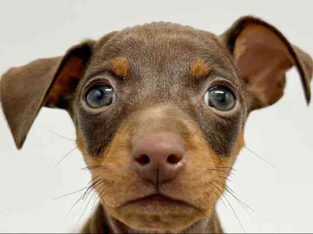 大阪府のミニチュアピンシャー (ひごペットフレンドリーイオンタウン豊中庄内店/2025年12月28日生まれ/女の子/チョコレートタン)の子犬