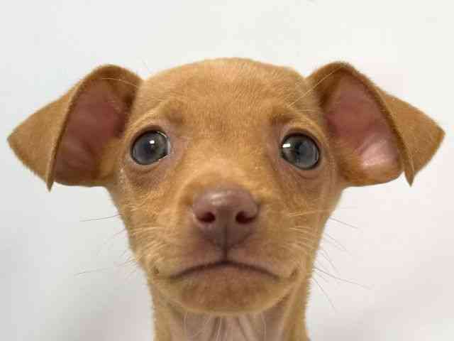 大阪府のミニチュアピンシャー (ひごペットフレンドリー堺プラットプラット店/2025年12月28日生まれ/男の子/レッド)の子犬の1枚目の画像