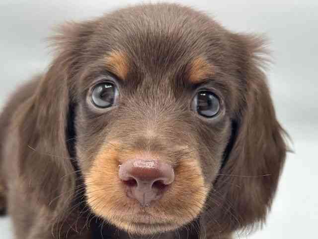 香川県のカニンヘンダックスフンド(ロング) (ひごペットフレンドリーゆめタウン高松店/2025年12月27日生まれ/男の子/チョコレートタン)の子犬の1枚目の画像