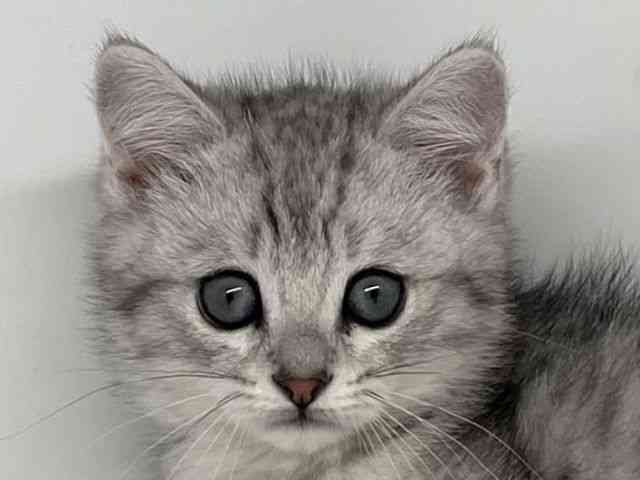 徳島県のミヌエット (ひごペットフレンドリーゆめタウン徳島店/2025年12月17日生まれ/男の子/シルバータビーホワイト)の子猫の1枚目の画像