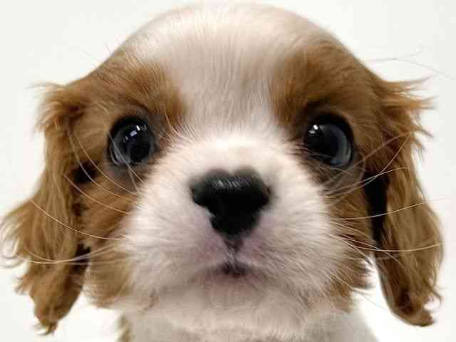 大阪府のキャバリアキングチャールズスパニエル (ひごペットフレンドリーイオン高槻店/2025年12月25日生まれ/男の子/ブレンハイム)の子犬の1枚目の画像