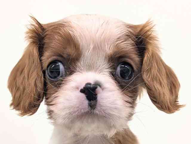 福岡県のキャバリアキングチャールズスパニエル (ひごペットフレンドリーリバーウォーク北九州店/2025年12月25日生まれ/男の子/ブレンハイム)の子犬の1枚目の画像