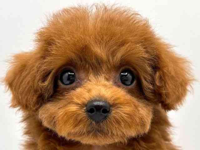 奈良県のトイプードル(トイ) (ひごペットフレンドリー田原本店/2025年12月25日生まれ/女の子/レッドフォーン)の子犬の1枚目の画像