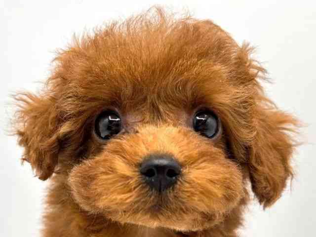 奈良県のトイプードル(トイ) (ひごペットフレンドリー田原本店/2025年12月25日生まれ/女の子/レッドフォーン)の子犬の1枚目の画像