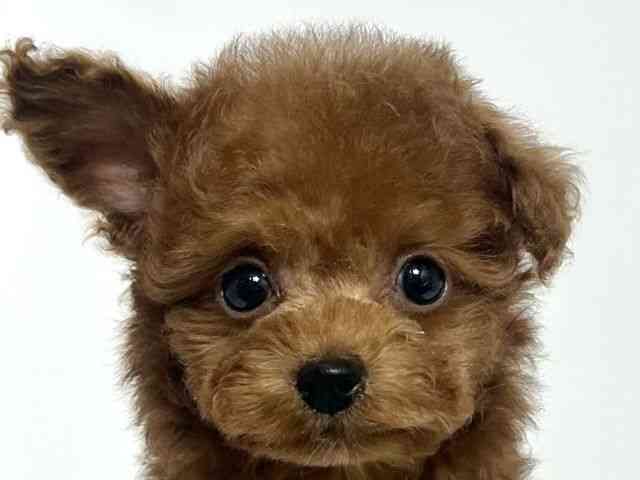 大阪府のトイプードル(トイ) (ひごペットフレンドリーアクロスプラザ住之江店/2025年12月25日生まれ/男の子/レッドフォーン)の子犬