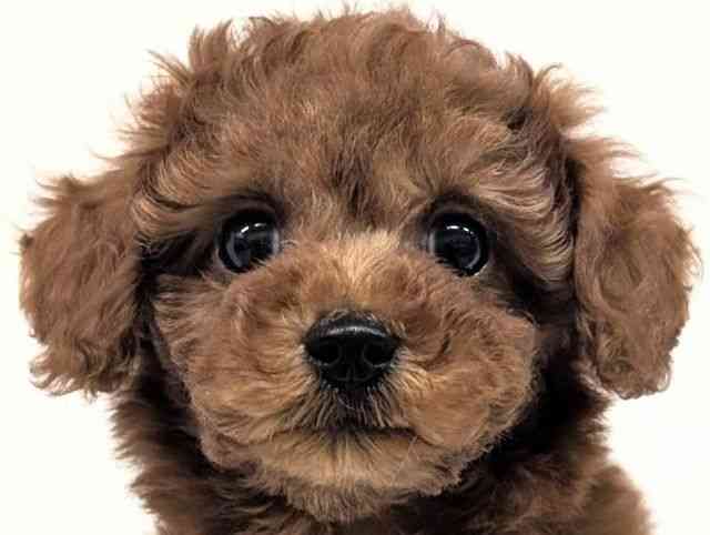 福岡県のトイプードル(トイ) (ひごペットフレンドリーリバーウォーク北九州店/2025年12月25日生まれ/男の子/レッドフォーン)の子犬の1枚目の画像