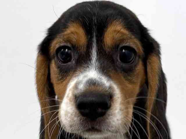 大阪府のビーグル (ひごペットフレンドリーベルファⅡ都島店/2025年12月27日生まれ/女の子/ブラックタンホワイト)の子犬の1枚目の画像