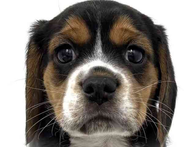 大阪府のビーグル (ひごペットフレンドリーベルファⅡ都島店/2025年12月27日生まれ/女の子/ブラックタンホワイト)の子犬の1枚目の画像