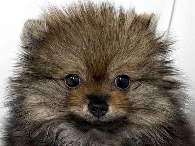 大阪府のポメラニアン (ひごペットフレンドリーベルファⅡ都島店/2025年12月28日生まれ/男の子/オレンジ)の子犬の1枚目の画像