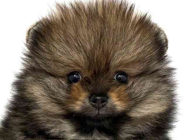 大阪府のポメラニアン (ひごペットフレンドリーベルファⅡ都島店/2025年12月28日生まれ/男の子/オレンジ)の子犬