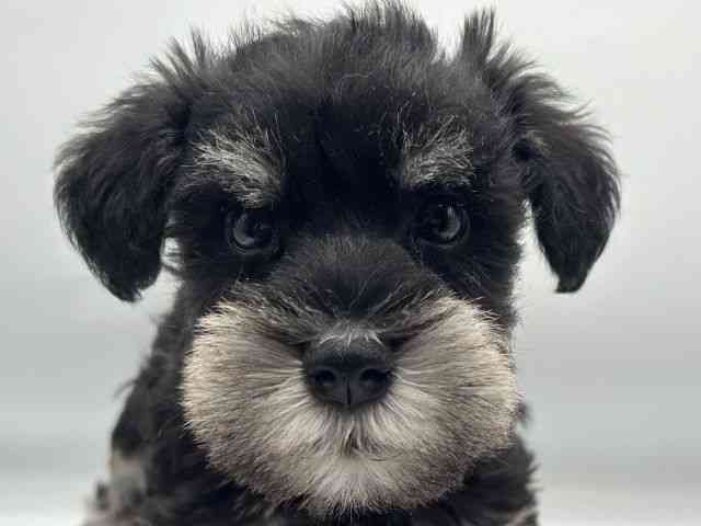 香川県のミニチュアシュナウザー (ひごペットフレンドリーゆめタウン高松店/2025年12月28日生まれ/男の子/ブラックシルバー)の子犬の1枚目の画像