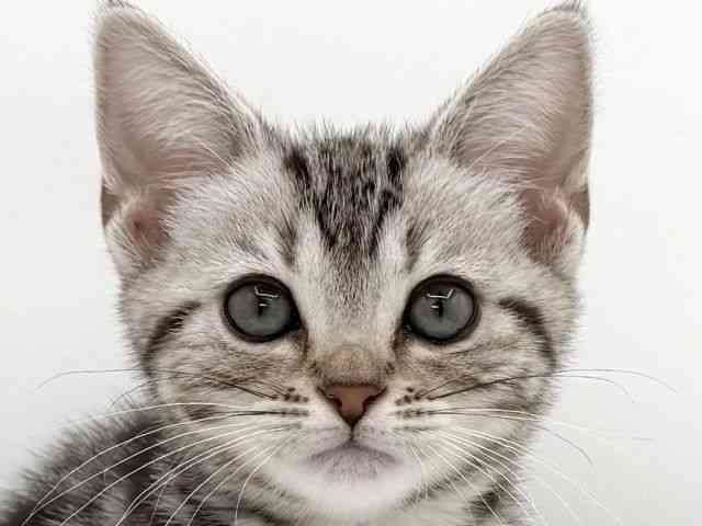 大阪府のアメリカンショートヘアー (ひごペットフレンドリーイオンそよら海老江店/2025年12月21日生まれ/女の子/シルバータビー)の子猫の1枚目の画像