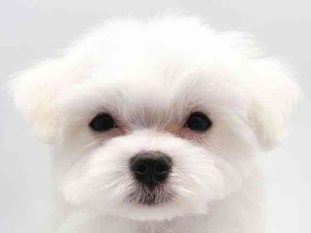 奈良県のマルチーズ (ひごペットフレンドリー田原本店/2025年12月27日生まれ/男の子/ホワイト)の子犬の1枚目の画像