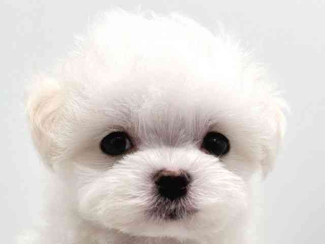 奈良県のマルチーズ (ひごペットフレンドリー田原本店/2025年12月27日生まれ/男の子/ホワイト)の子犬の1枚目の画像