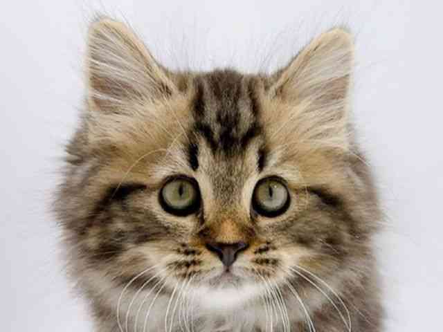 広島県のミヌエット (ひごペットフレンドリーフジグラン神辺店/2025年12月26日生まれ/女の子/ブラウンタビー)の子猫の1枚目の画像