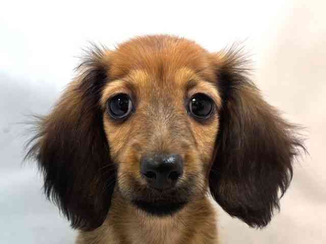 大阪府のミニチュアダックスフンド(ロング) (ひごペットフレンドリー堺プラットプラット店/2025年12月28日生まれ/女の子/レッド)の子犬の1枚目の画像