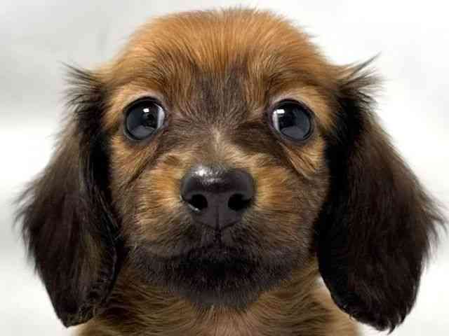 大阪府のミニチュアダックスフンド(ロング) (ひごペットフレンドリー堺プラットプラット店/2025年12月28日生まれ/女の子/レッド)の子犬の1枚目の画像