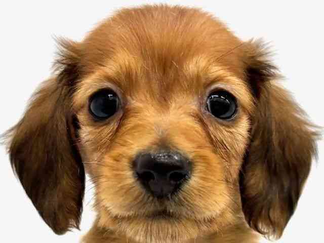 大阪府のミニチュアダックスフンド(ロング) (ひごペットフレンドリーイオンタウン茨木太田店/2025年12月28日生まれ/男の子/レッド)の子犬の1枚目の画像