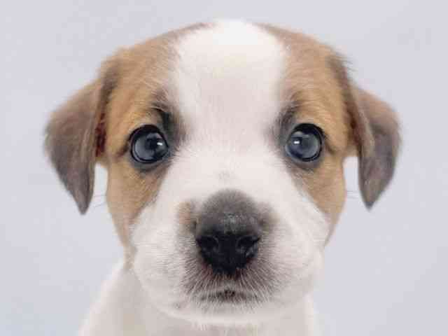 大阪府のジャックラッセルテリア (ひごペットフレンドリーイズミヤショッピングセンター千里丘店/2025年12月28日生まれ/女の子/ホワイトタン)の子犬