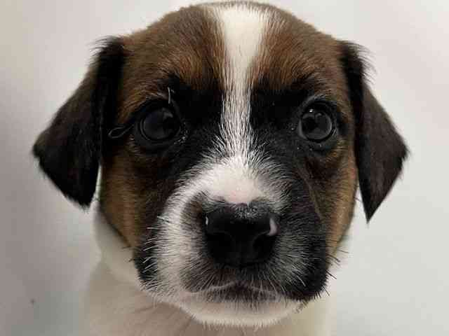 和歌山県のジャックラッセルテリア (ひごペットフレンドリーパームシティ和歌山店/2025年12月28日生まれ/男の子/ホワイトタン)の子犬の1枚目の画像