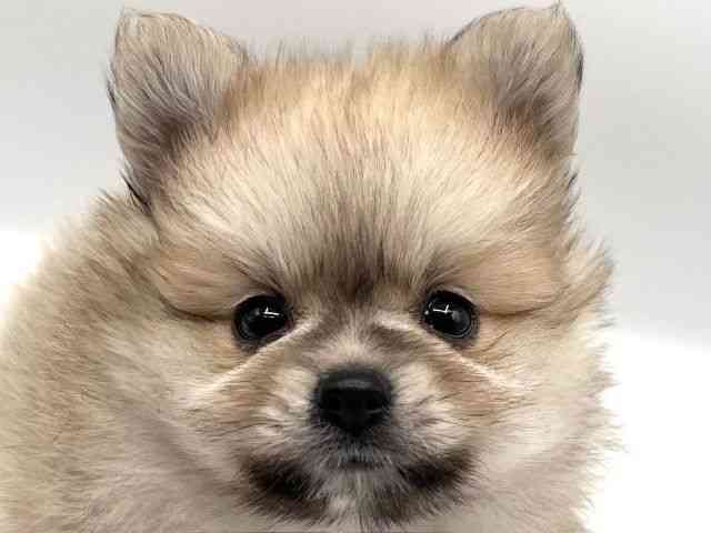 京都府のポメラニアン (ひごペットフレンドリーイオンモール高の原店/2025年12月27日生まれ/男の子/オレンジ)の子犬の1枚目の画像