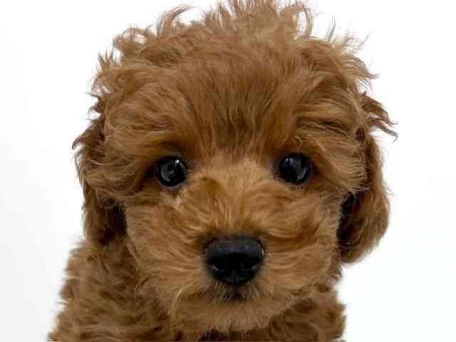 大阪府のトイプードル(トイ) (ひごペットフレンドリーベルファⅡ都島店/2025年12月28日生まれ/男の子/レッド)の子犬の1枚目の画像