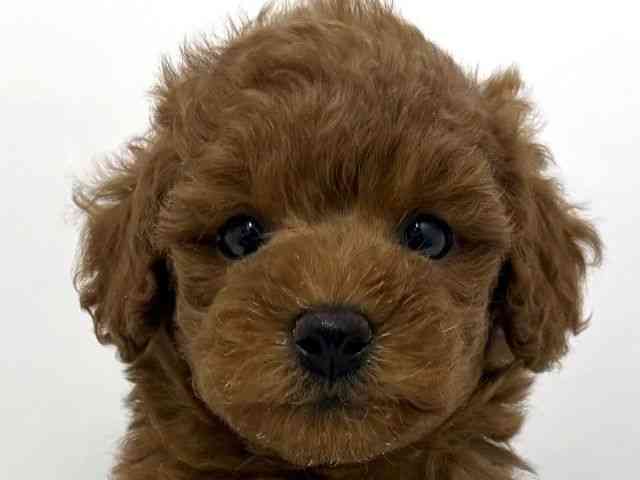 大阪府のトイプードル(トイ) (ひごペットフレンドリーベルファⅡ都島店/2025年12月28日生まれ/男の子/レッド)の子犬の1枚目の画像