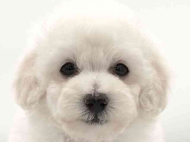 大阪府のトイプードル(トイ) (ひごペットフレンドリーイオンそよら海老江店/2025年12月28日生まれ/女の子/ホワイト)の子犬の1枚目の画像