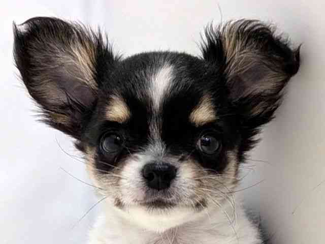 広島県のチワワ(ロング) (ひごペットフレンドリーゆめタウン廿日市店/2025年12月28日生まれ/男の子/ブラックタンホワイト)の子犬の1枚目の画像