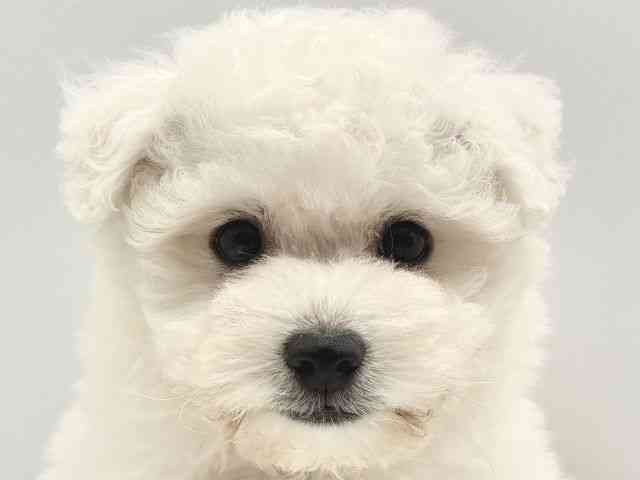 愛知県のボロニーズ (ひごペットフレンドリーヴィアモール アピタ江南西店/2025年12月27日生まれ/男の子/ホワイト)の子犬の1枚目の画像