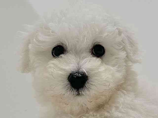 奈良県のボロニーズ (ひごペットフレンドリーイオンモール橿原ウエスト・ビレッジ店/2025年12月27日生まれ/男の子/ホワイト)の子犬の1枚目の画像