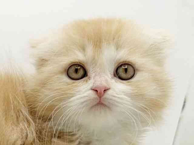 兵庫県のスコティッシュフォールド (ひごペットフレンドリーコロワ甲子園店/2025年12月21日生まれ/女の子/クリームタビー)の子猫の1枚目の画像