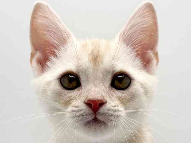 大阪府のアメリカンショートヘアー (ひごペットフレンドリーみのおキューズモール店/2025年12月27日生まれ/男の子/クリームタビー)の子猫の1枚目の画像