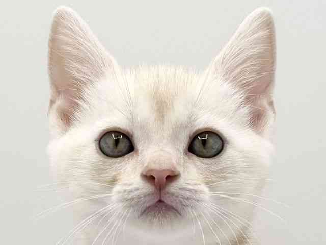 大阪府のアメリカンショートヘアー (ひごペットフレンドリーみのおキューズモール店/2025年12月27日生まれ/男の子/クリームタビー)の子猫の1枚目の画像