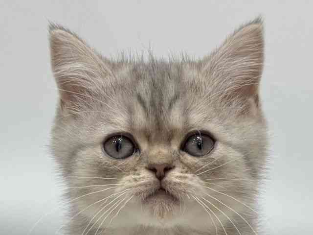 愛知県のスコティッシュフォールド (ひごペットフレンドリーヴィアモール アピタ江南西店/2025年12月24日生まれ/男の子/ブルーシルバータビー)の子猫の1枚目の画像